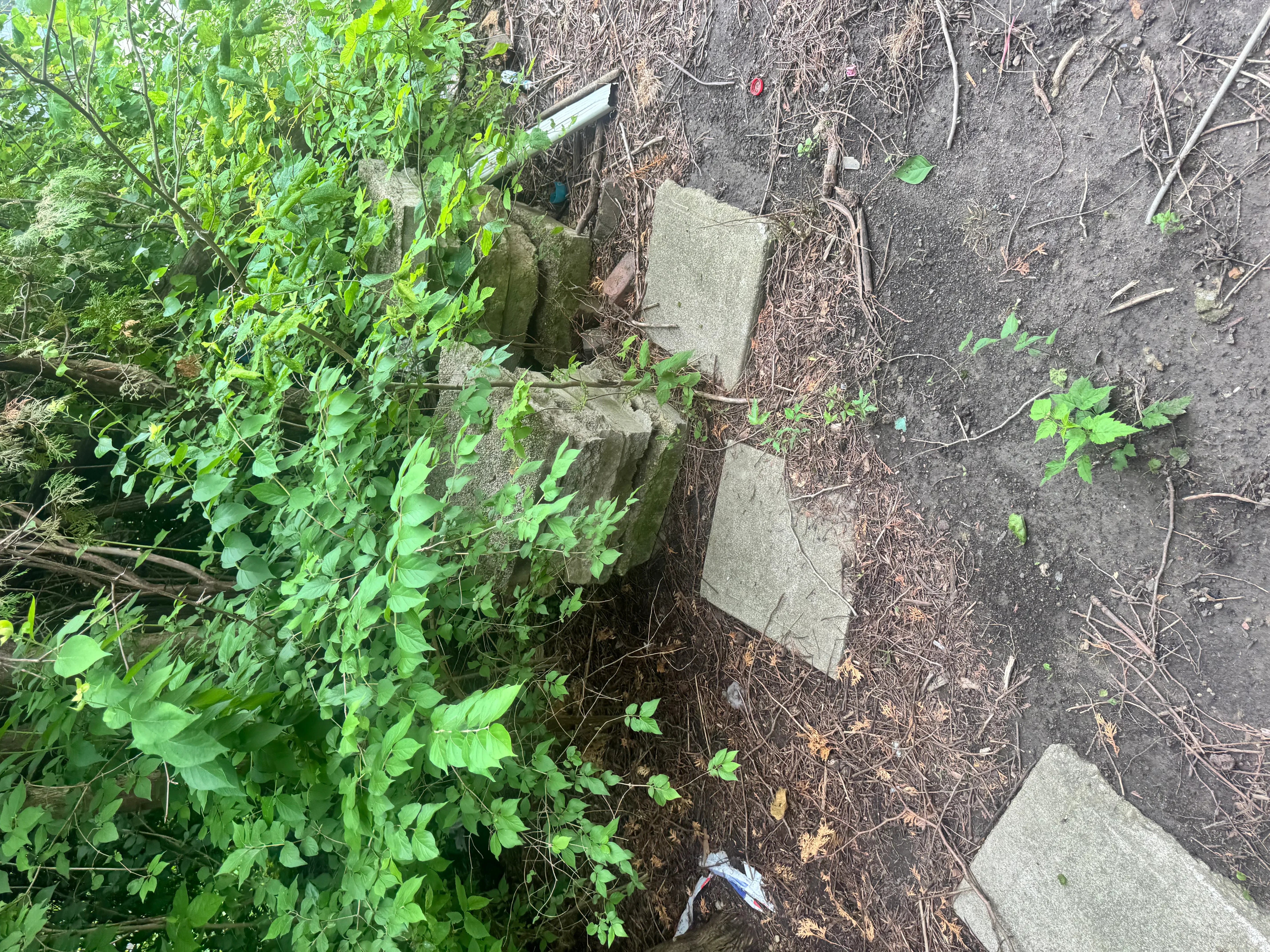 Cleared overgrown landscape with exposed concrete pavers and removed vegetation debris