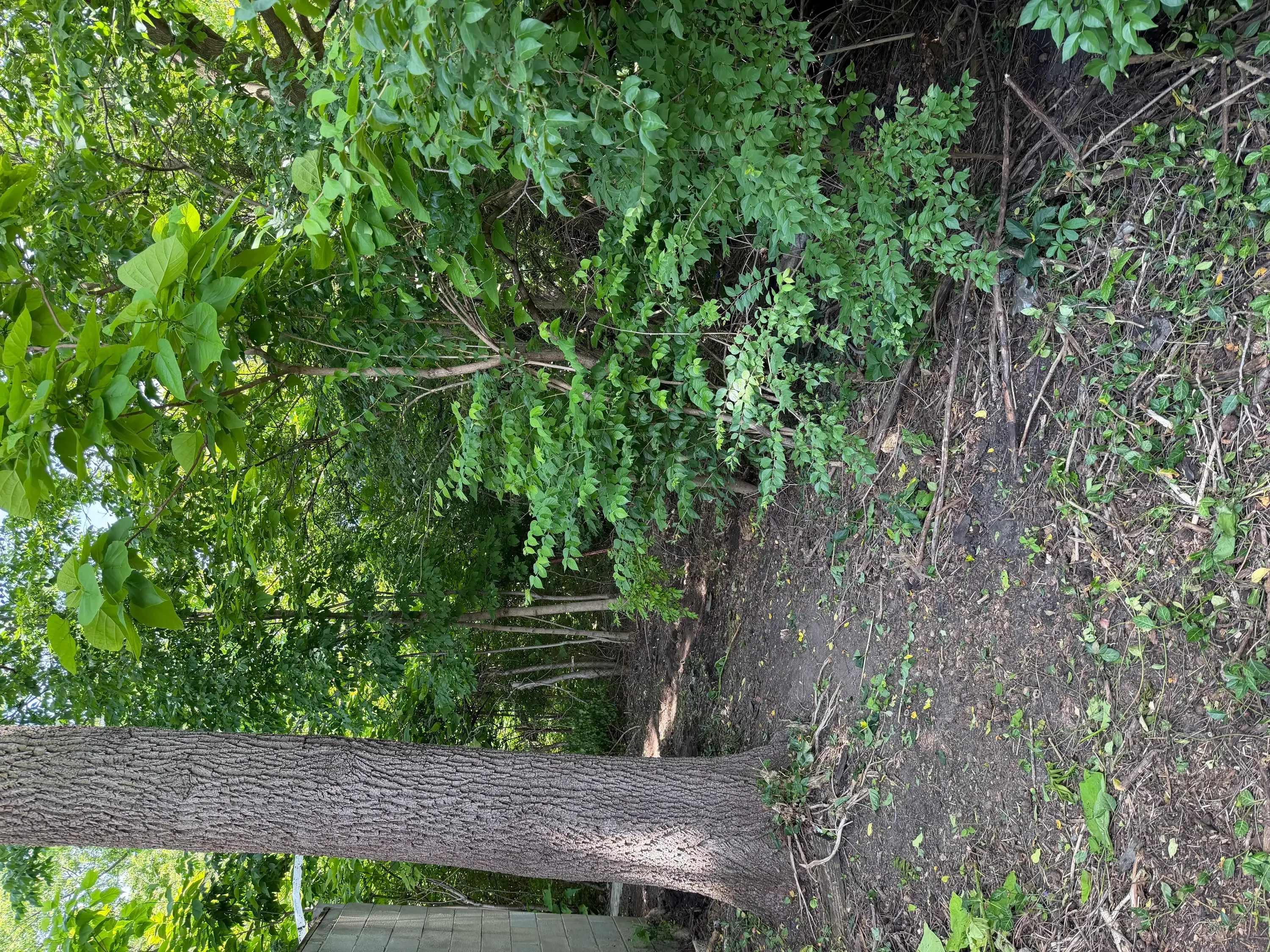 Large fallen tree trunk with dense green ivy and vines cleared from residential property
