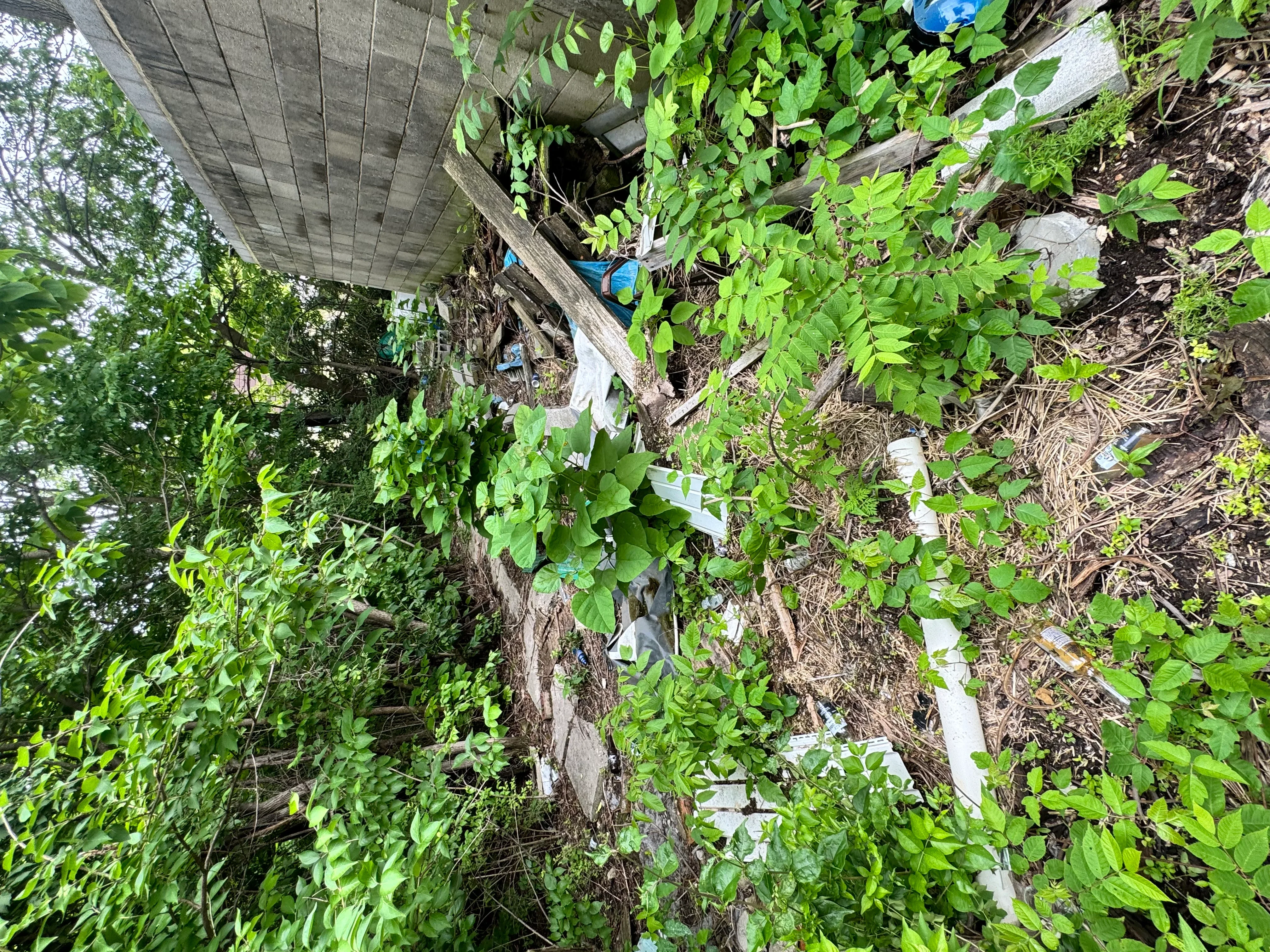 Overgrown lot with dense green vines covering wooden fence and structures before clearing